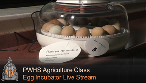 PWHS Agriculture Class Incubating Eggs